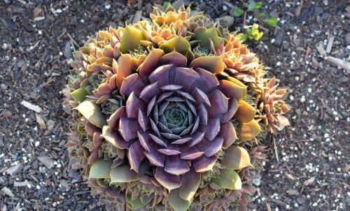 生肖|8月上旬,4生肖将经历坎坷,财运崛起,收获财富和好运