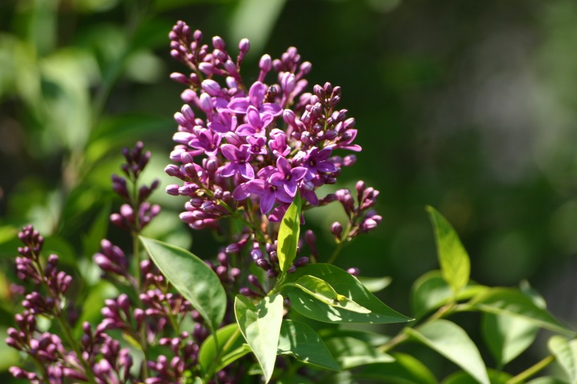 #生肖#7月初,桃花欢喜前缘未尽,与前任开心见诚,永沐爱河的四大生肖