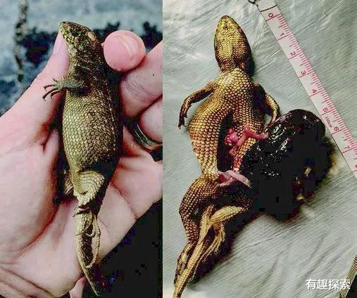 #吉尼斯世界纪录#宿便占体重3分之1,美国发现超便秘蜥蜴,或打破世界吉尼斯纪录