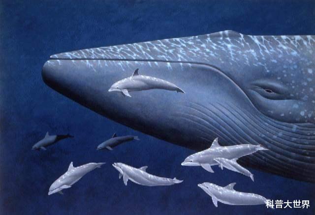 恐龙▲地球生命史上有比蓝鲸更大的动物吗？如果有的话！可能就是它了