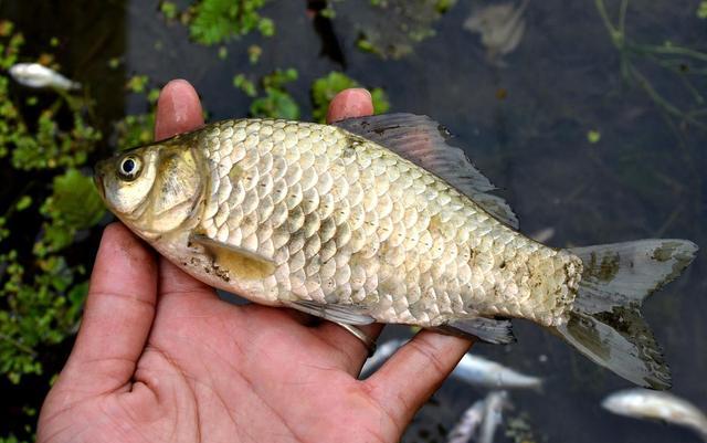 鲫鱼|台钓：到底用“软竿”还是“硬竿”？通过这3点选择鱼竿更合适