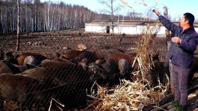 野猪|破坏力超强，农村多地“泛滥成灾”，村民：敢怒不敢言，没招了？