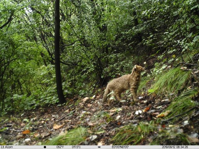 北京日报客户端|北京松山藏着二百多台红外相机！来看都拍到了啥