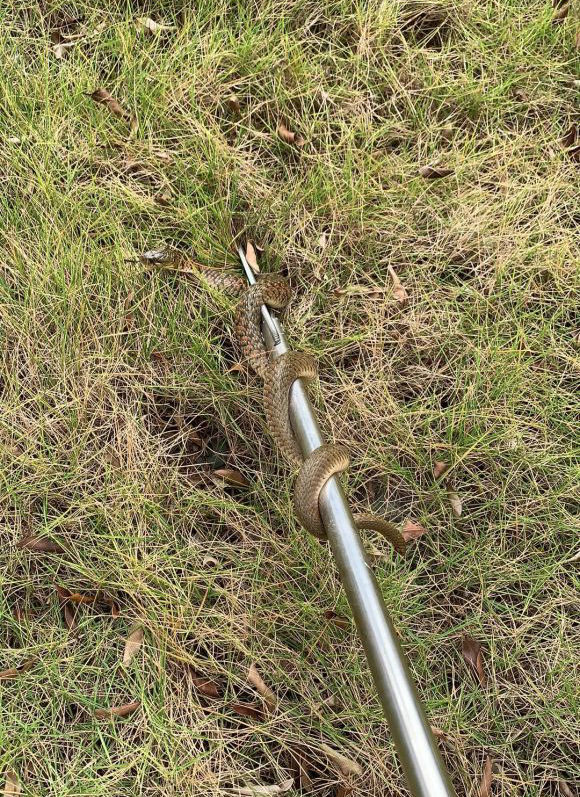 |最近钓鱼就是与蛇同行？多人钓鱼差点被咬，频繁遇蛇怎么办？