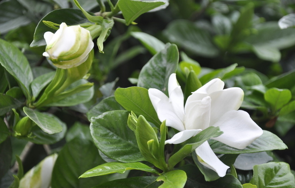 霉运|让男人魂不守舍的星座女，气质出众，魅力非凡，公认的“万人迷”