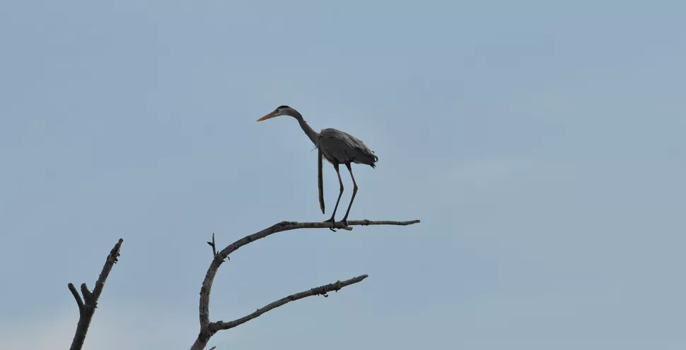 苍鹭|惨烈！蛇鳗从苍鹭肚中钻出，苍鹭仍淡定飞翔，最后怎样了？