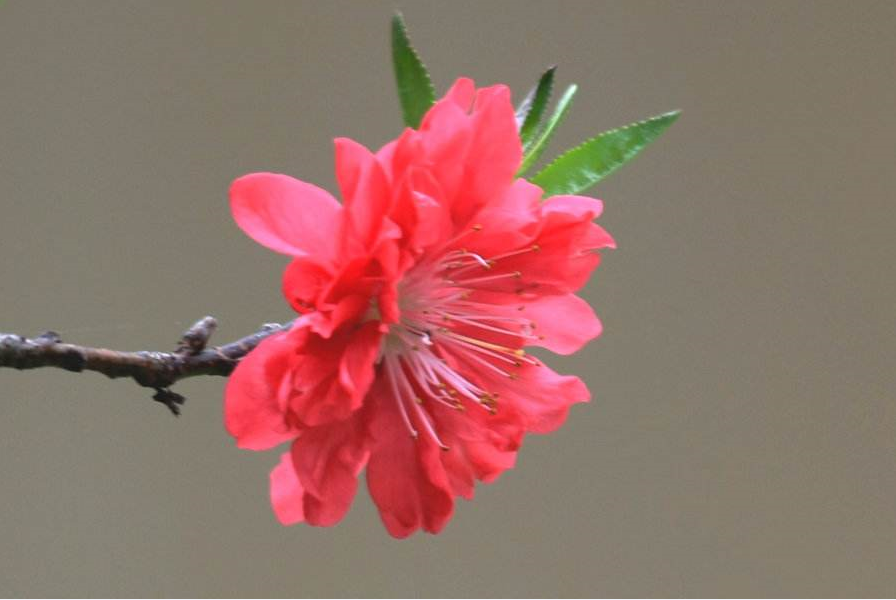 生肖▲6月25号偏财畅通,3生肖事业高升,喜气洋洋