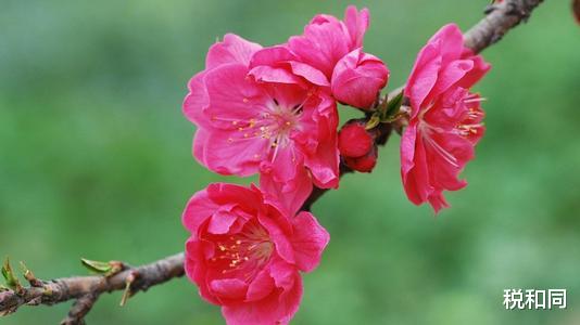 【生肖】经得过苦难，6月下旬工作顺遂，财神爷送惊喜，3生肖接喜接大财