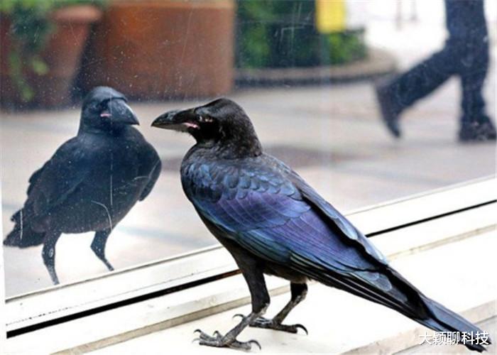 #抗体#人类从地球消失后,谁能继承“霸主之位”?带有“凶兆”的它!