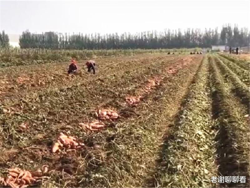 迈巴赫|男子开300万迈巴赫回农村，帮父母刨地瓜，网友：缺这点钱吗？