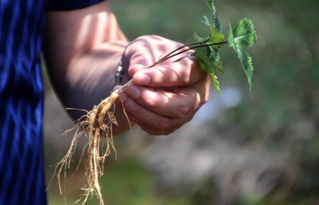 人参|中途疲软、时间短咋办？试试名医留下的小方子，仅3味药