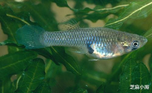 「台湾」因灭蚊引进的“大肚鱼”,如今已在中国泛滥,吃货都拿它毫无办法