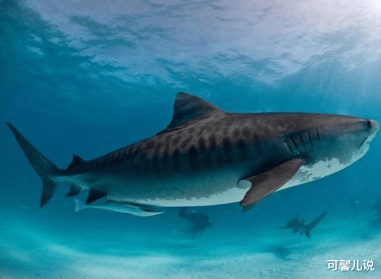 #鲨鱼#巨鸟“抓条大鱼”飞向天空，游客抬头望：那是鲨鱼？专家证实身份