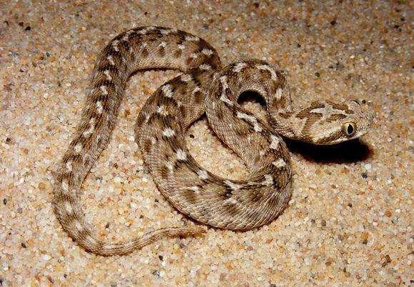 毒蛇▲动物趣闻：盘点世界上几种最危险的毒蛇