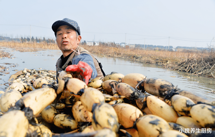 莲藕|买莲藕时，看见这3种莲藕要绕着走，卖藕老板：从不给家人吃
