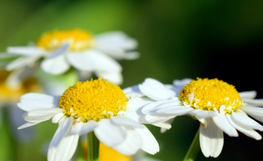 生肖|九月下旬开始，工作得心应手，祥云枝头绕，事业飞黄腾达的4生肖