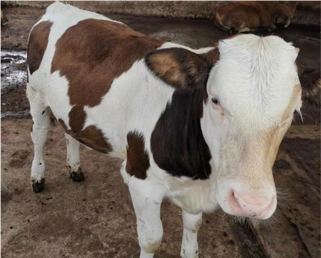 果然悠|打算养牛，养多少牛会比打工强，需要投入多少钱