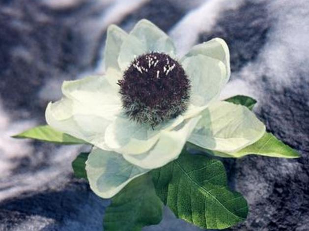 「西藏」探秘藏域NO.4—西藏特产