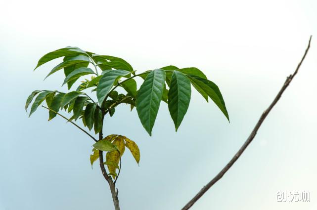 运势|9月，喜鹊报喜，红娘牵线，桃花运大涨，爱情永相随的3个星座