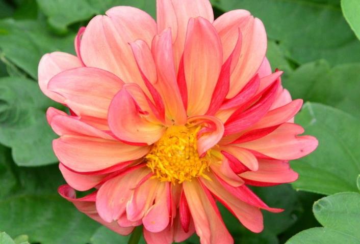 运势|10月上旬，运势大开，贵人相助，财库丰厚的生肖