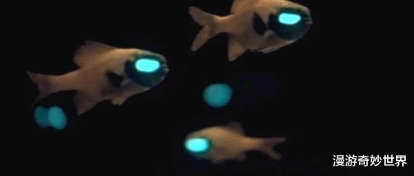 地球其实是外星人的鱼缸?不信你看这些海洋生物的长相!