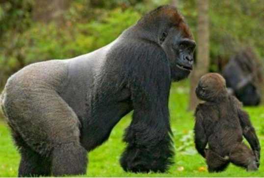 尼安德特人|尼安德特人为何会落败？他们的繁殖束缚了自己，智人则更自由