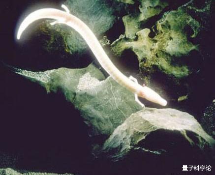 『』它是地球上现存与龙最像生物,可以7年不动不吃,12年交配一回