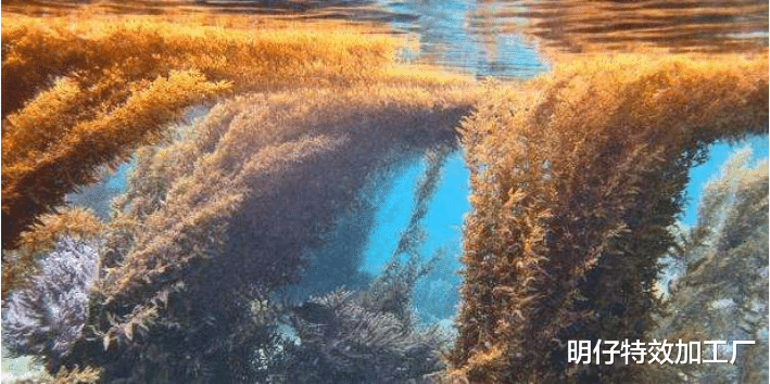 「」地球上最危险的海，透明度达72米，为什么无人敢踏足？