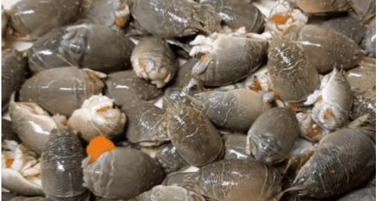 ##它常被误以为是“虾”，实际营养更为丰富