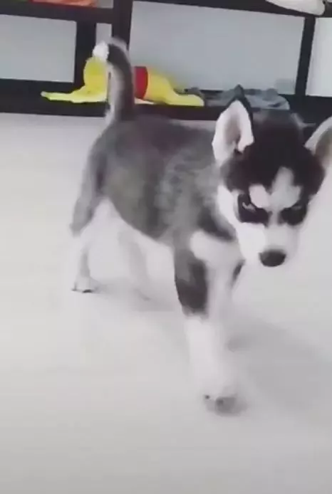 小二哈犯错后不害怕，竟还雄赳赳走地板上，傲娇的表情太逗了