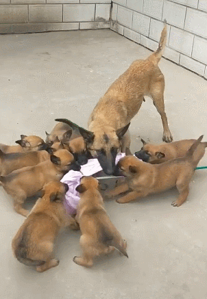 小马犬跟狗妈抢布，狗崽实力不容小觑，狗妈尬了