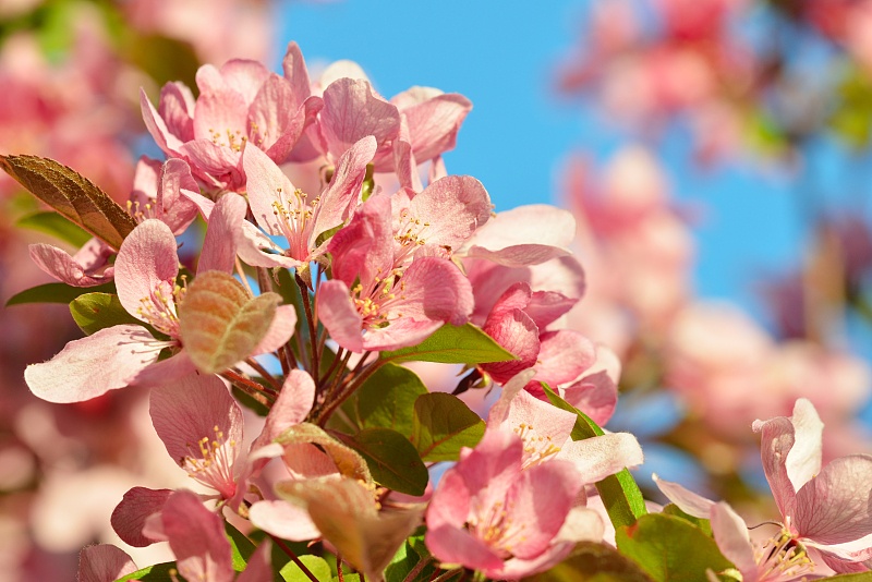 ▲生肖猪：不用再忙碌奔波了，财神爷给你送福利了！