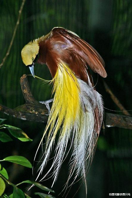 #猫头鹰#养鸟人不知道的冷知识，麻雀不是一种鸟，40斤重的鸟也会飞