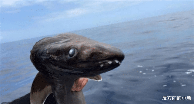 「核辐射」日本核辐射海域出现新物种，样貌丑类牙齿锋利，攻击力强悍