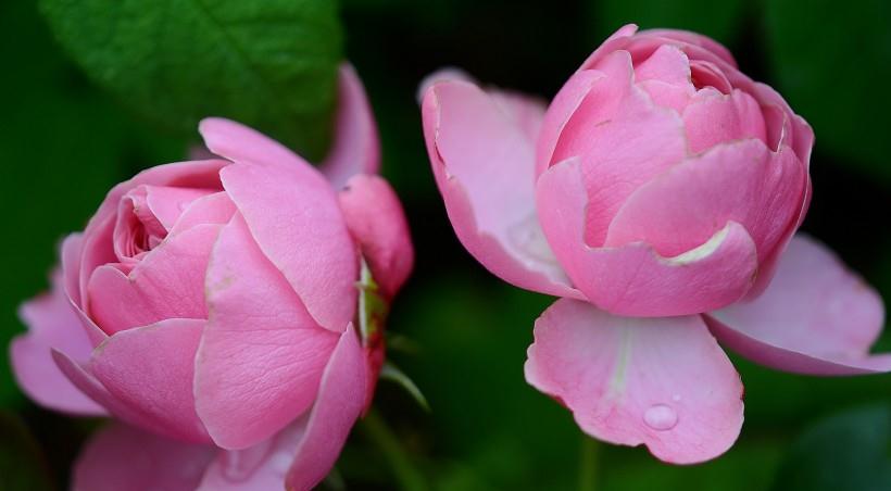 |8月份月老牵红线，抓紧了生肖爱情如约而至，结成良缘！