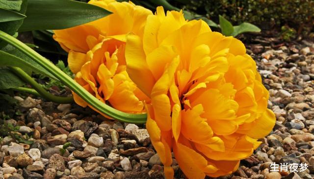 #生肖#4月，缱绻缠绕，邂逅旧情人，一世纠葛，3生肖分分合合，执手白头