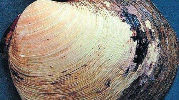 [水母]永生无法实现？宇宙规则不允许，所有长寿的生物下场都很惨