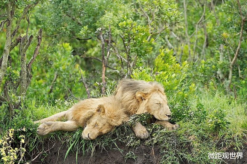 伦理|为何人类通常吃食草动物的肉，却很少吃食肉动物？看完你就懂了