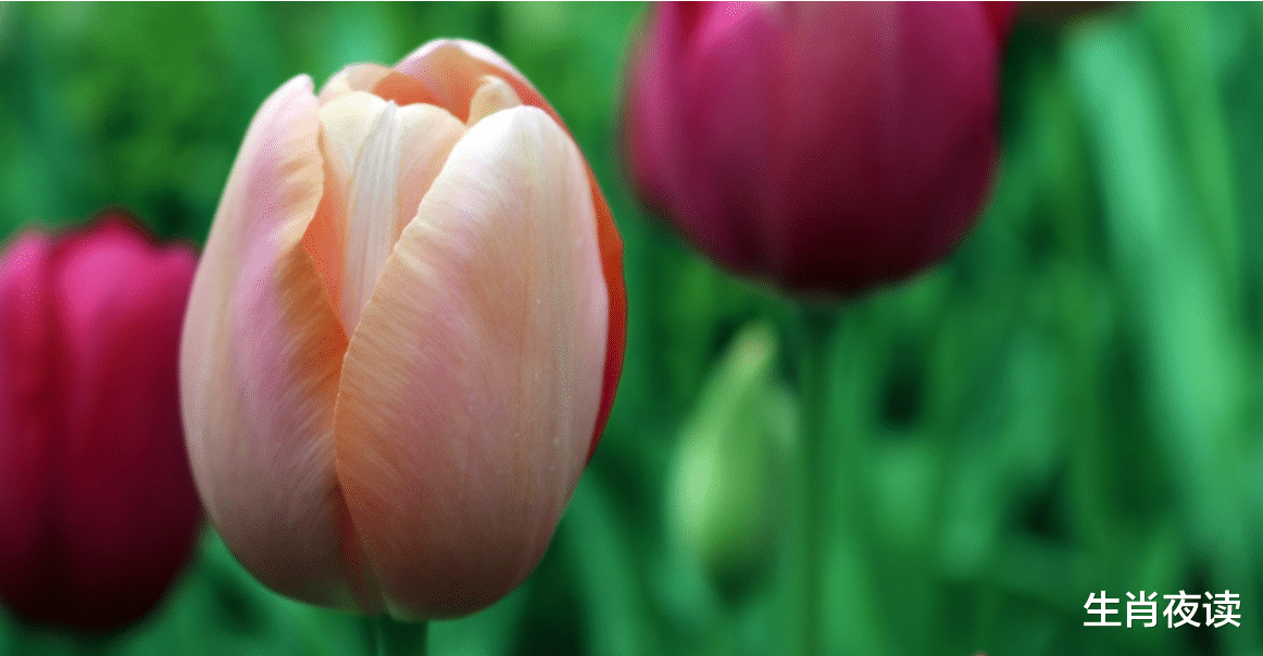 生肖|11月下旬,桃花缠绕,为爱坚定,3生肖放下过去,与真爱相逢