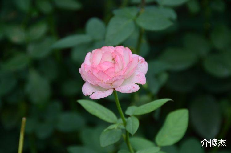 生肖|10月中旬期间，姻缘上上签，报喜鸟到来，牵手意中人的4大星座