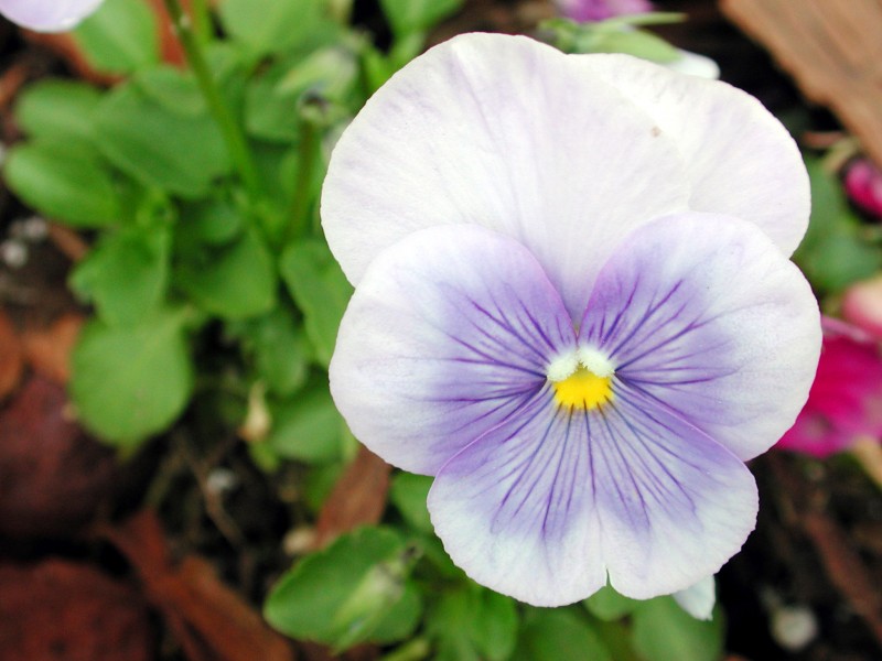 「生肖」6月份,桃花朵朵开,月老牵来姻缘线,注定要脱单的四大生肖