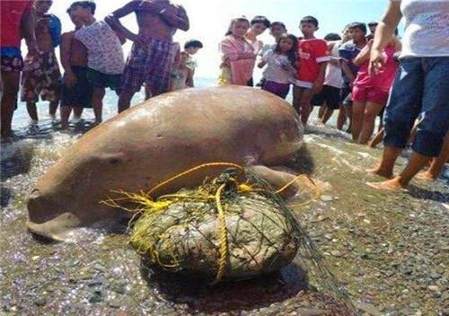 【科学家】45年前，中国抓到的物种真不是美人鱼？若不是，那是什么物种