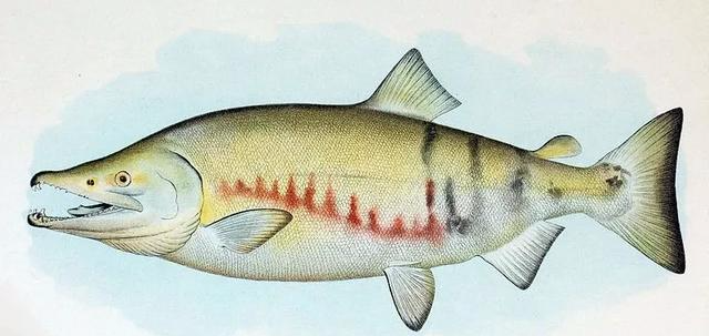 【三文鱼】三文鱼是什么鱼？可以生吃吗？