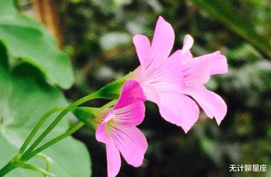 |不断拼搏、无比幸福的4个星座,背后的付出只是你看不到