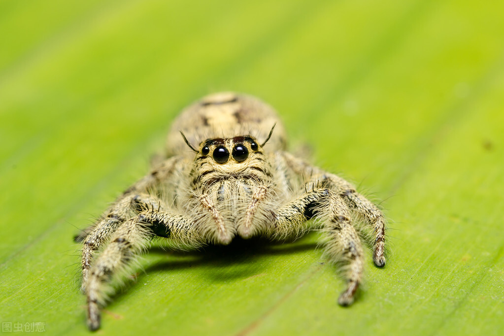 五毒|五毒中为什么没有蜘蛛？其实五毒并不只是它们拥有毒素那么简单