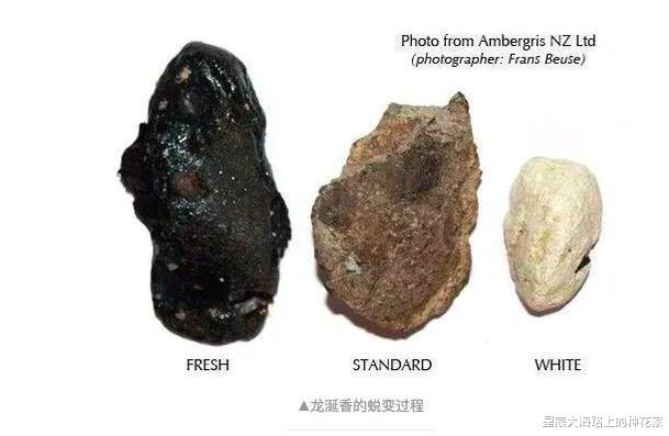 抹香鲸|诡异的鲸排泄物：价值还那么高！为什么取出来不香，拉出来才香？