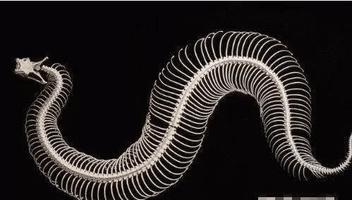 毒蛇|最奇葩毒蛇，体重达到10公斤，活动方式颠覆你的想象