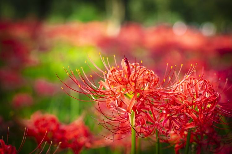 生肖|未来一周,就会与真爱携手,一直到老的四大星座