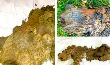 『科学家』3个神秘古物被发现，隐藏在厚厚的冰层之中，第一个就让人害怕