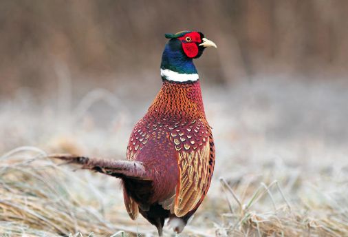#属鸡#看完红了眼：属鸡人的一生宿命，，一切都是天意！